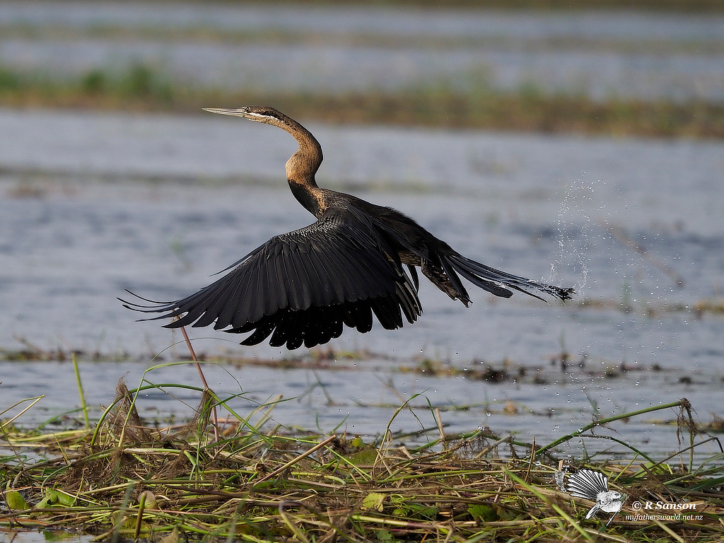 African Darter, Chobe River