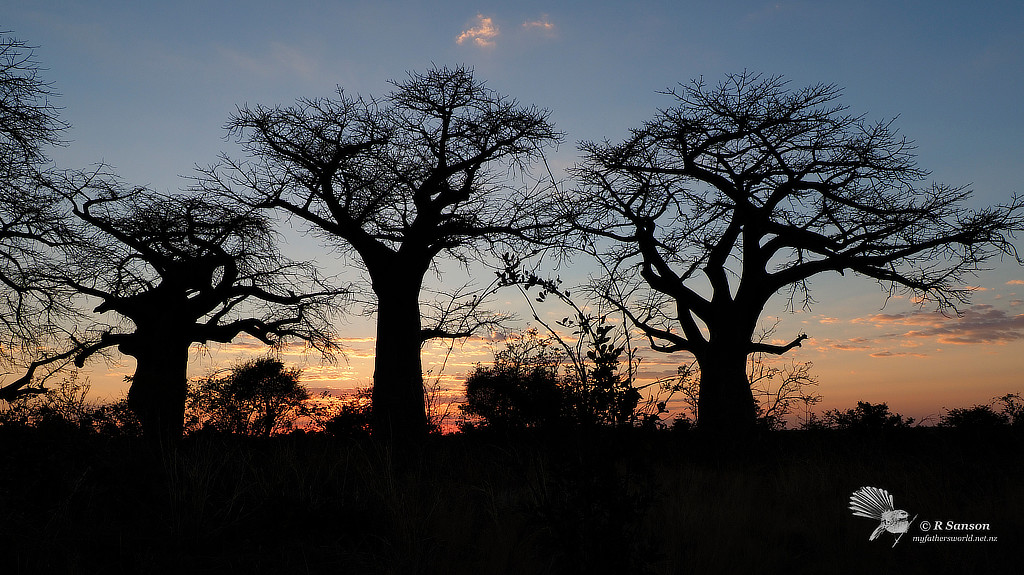 Sunset Behind Baobab Trees, Savuti