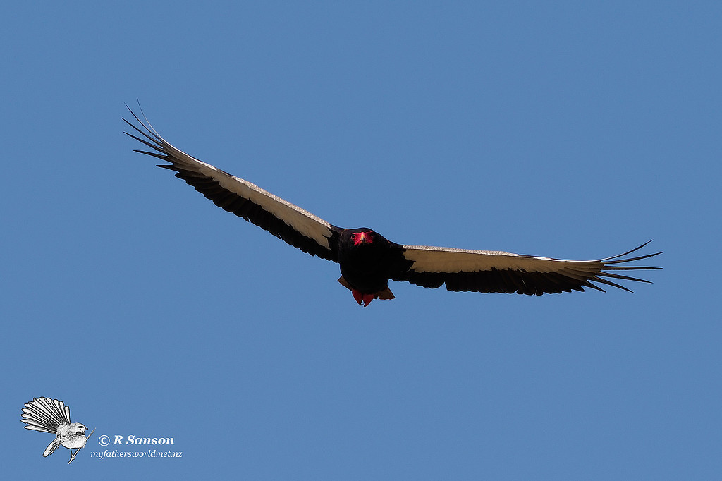 Bateleur Eagle (male), Khwai