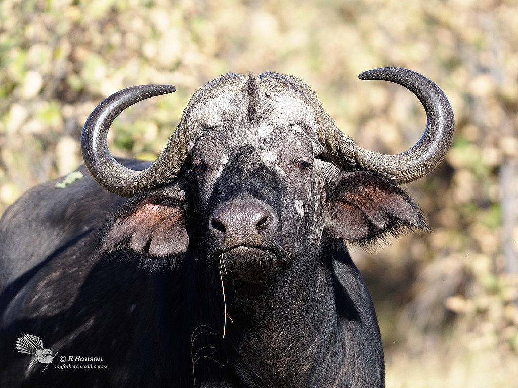 Portrait of a Large Cape Buffalo Bull, Moremi