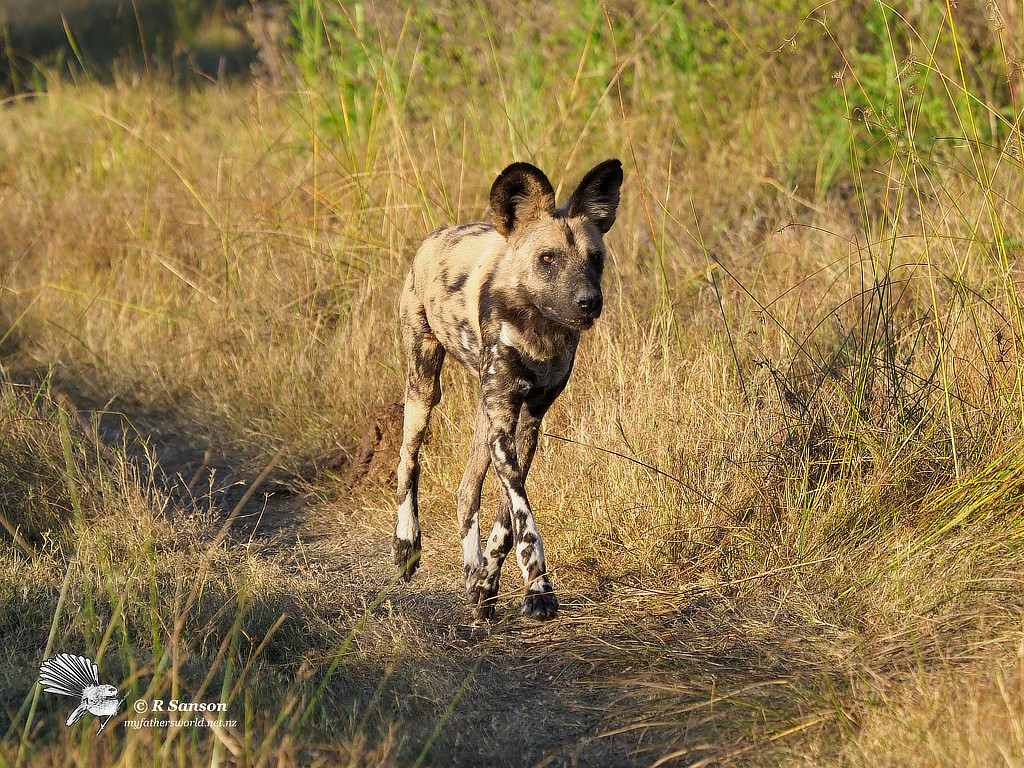 Cape Hunting Dog Running, Khwai