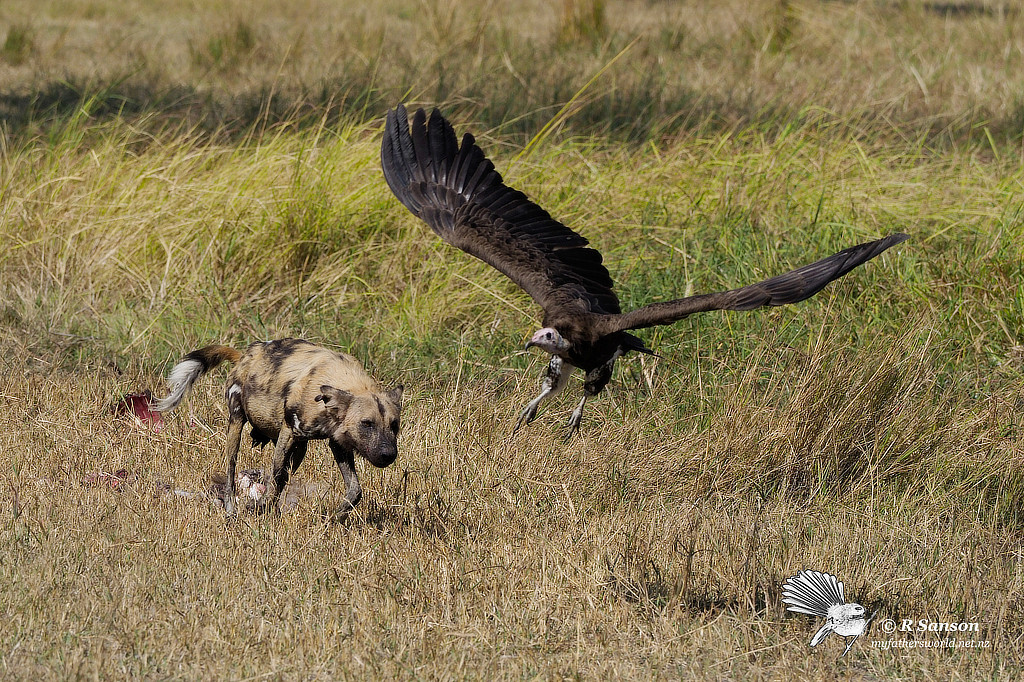 Cape Hunting Dog Chasing Vulture, Khwai