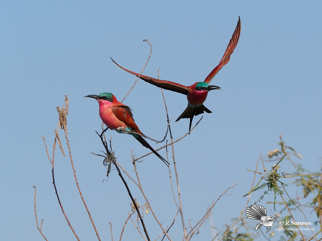 Carmine Bee Eaters, Chobe River