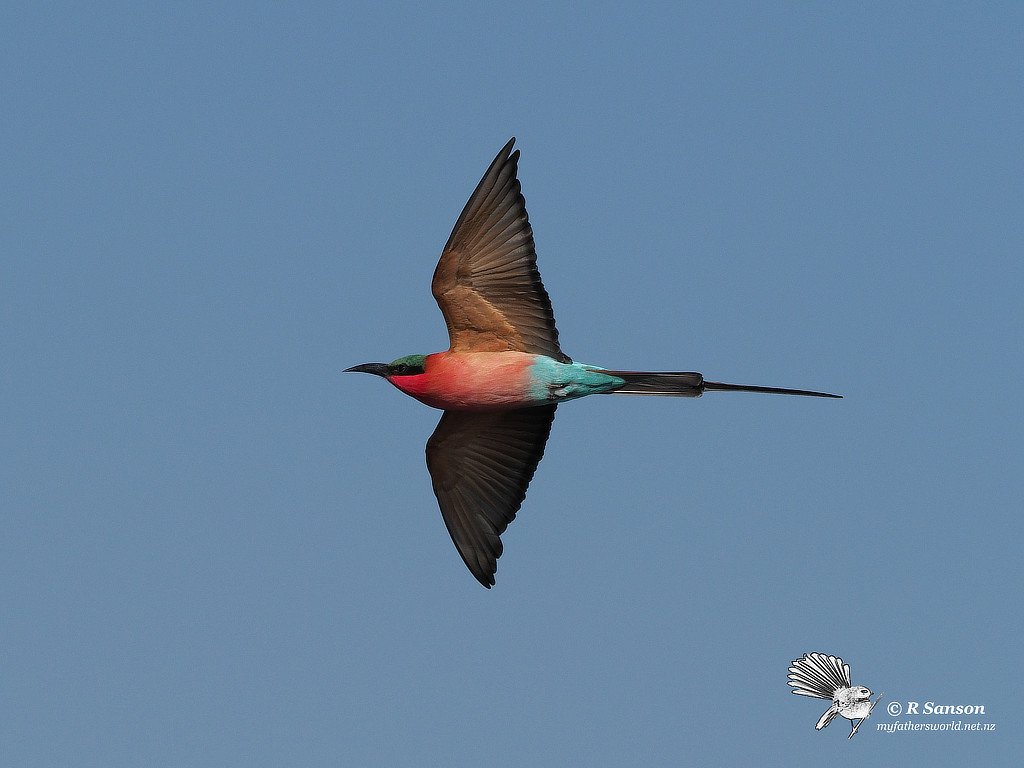 Carmine Bee Eater in Flight, Chobe River