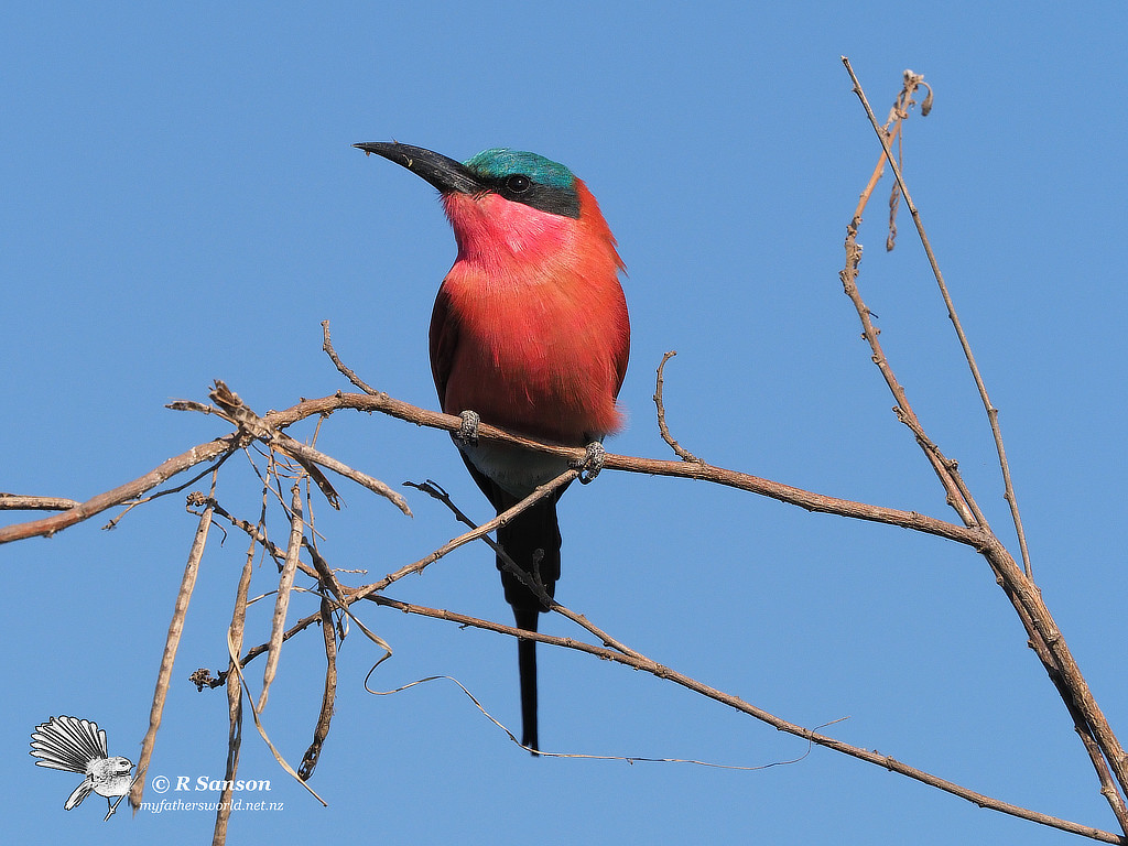 Carmine Bee Eater, Chobe River