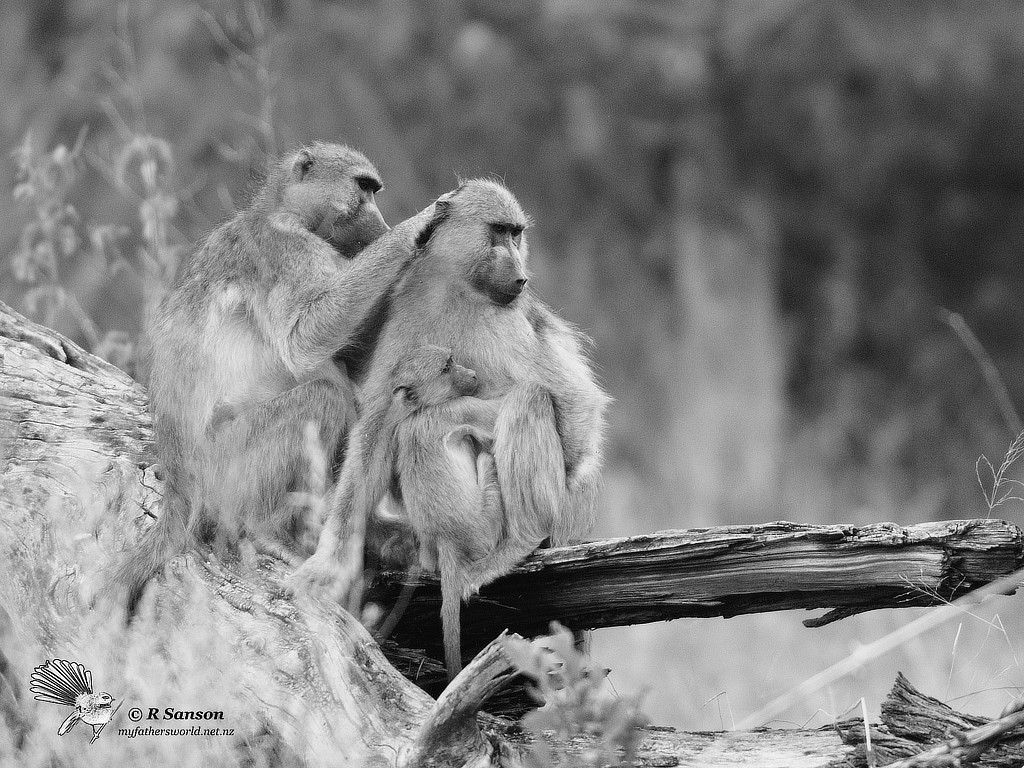 Chacma Baboons outside our camp at Moremi