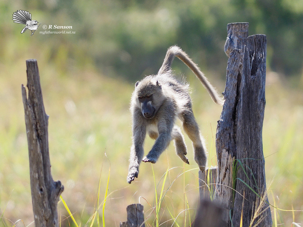 Chacma Baboon Leaping