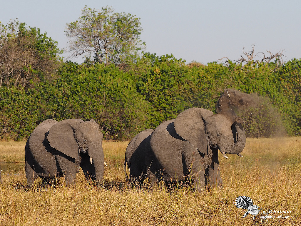 Elephant Throwing Dust, Khwai