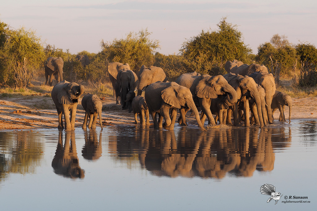 Elephants at Water Hole, Savuti