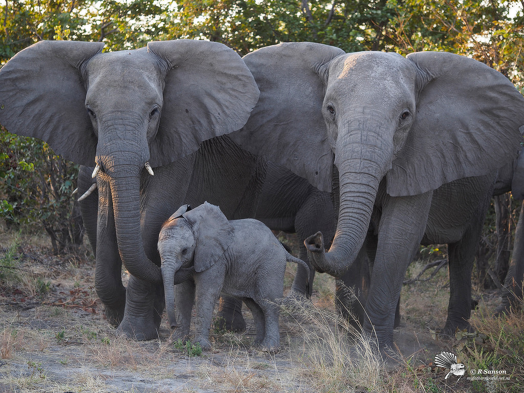 Elephants, Savuti