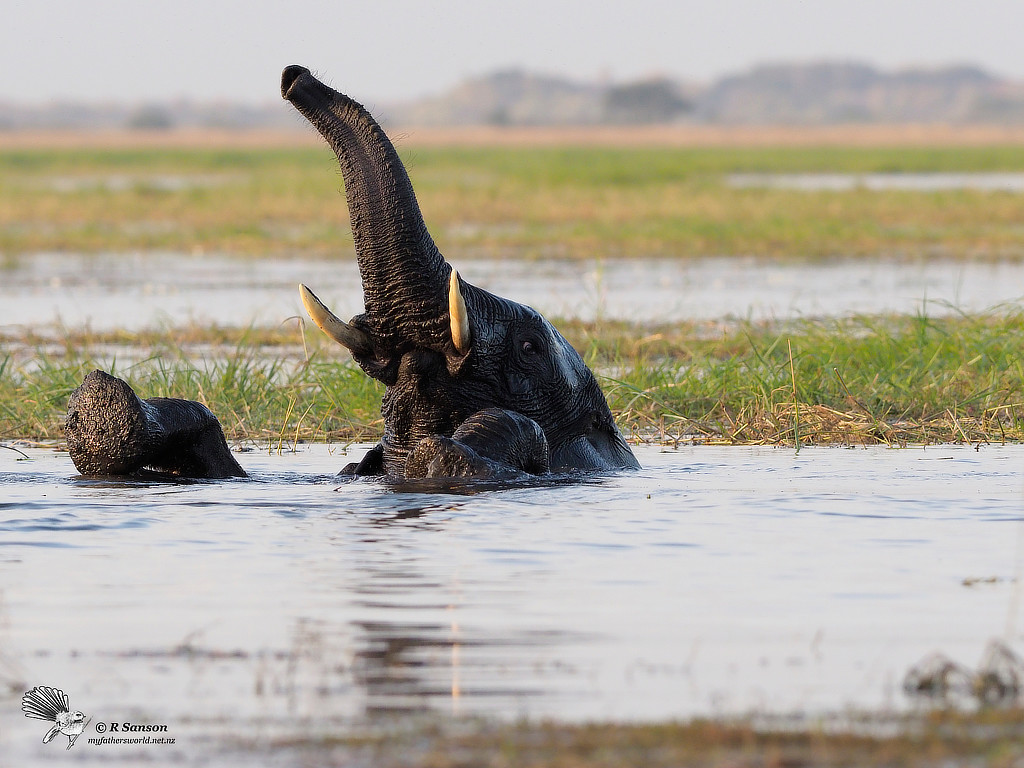 Elephant Playing in the Chobe River