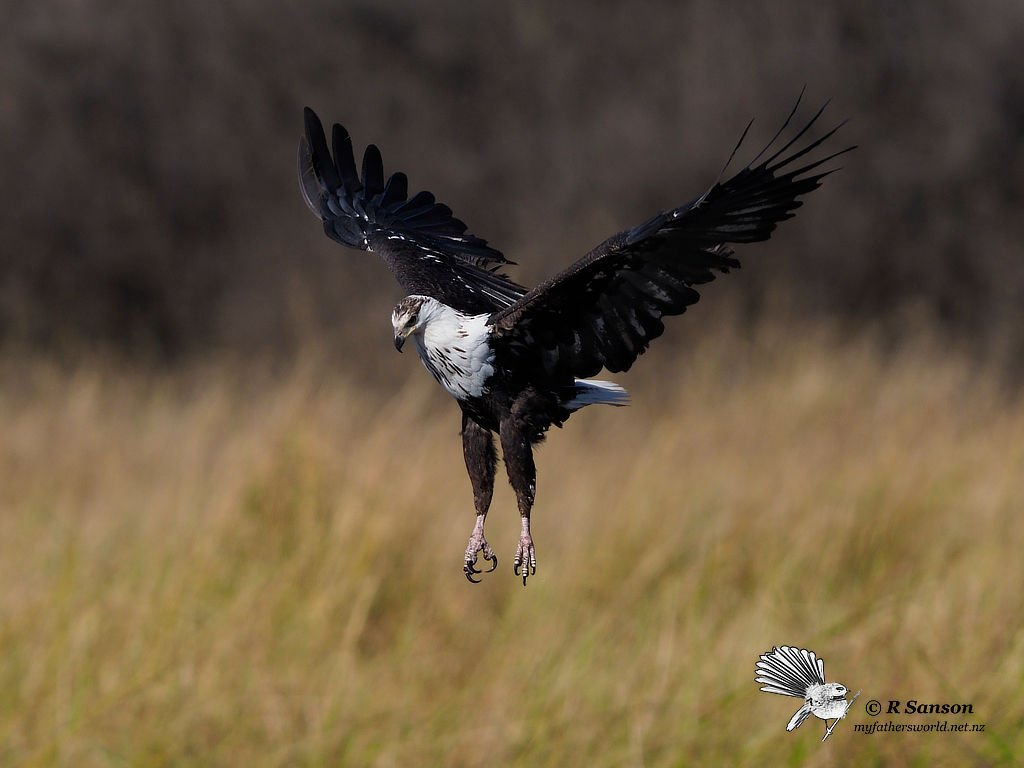 Sub-Adult African Fish Eagle, Khwai