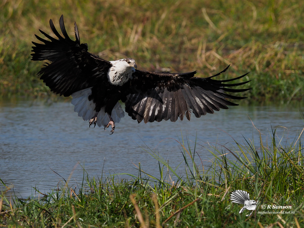 Sub-Adult African Fish Eagle, Khwai