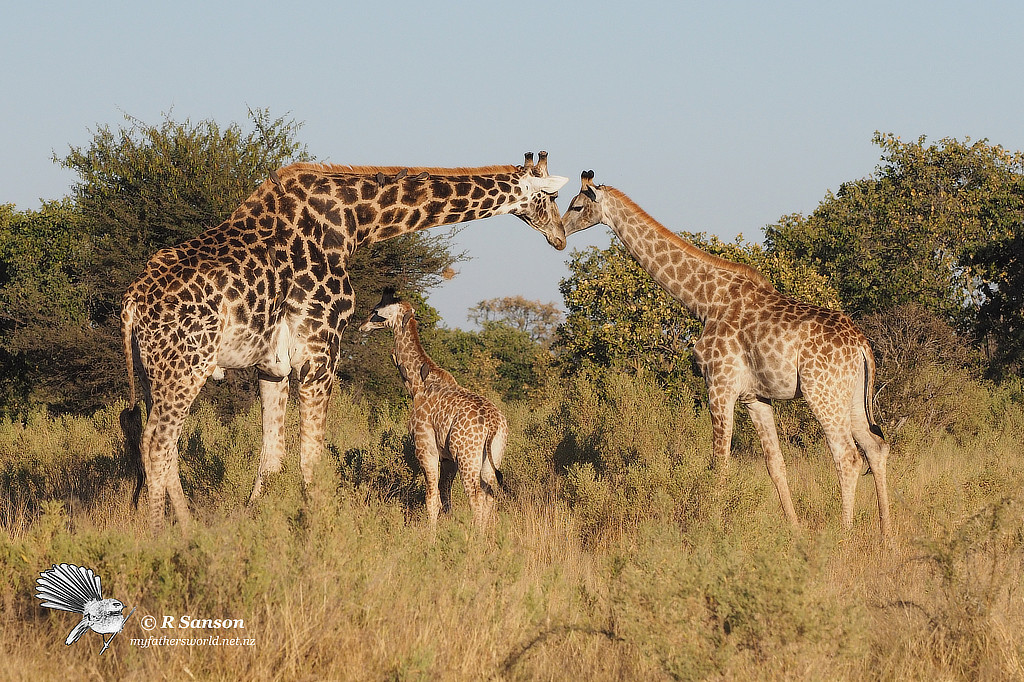 Giraffe Family, Moremi