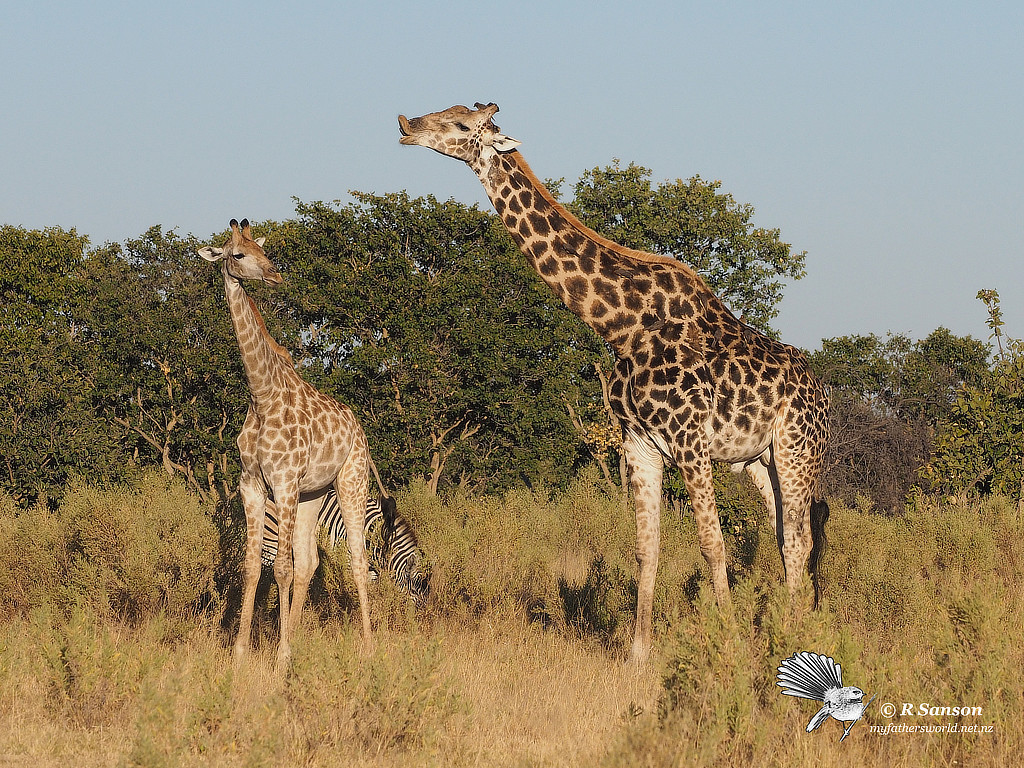 Giraffes, Moremi