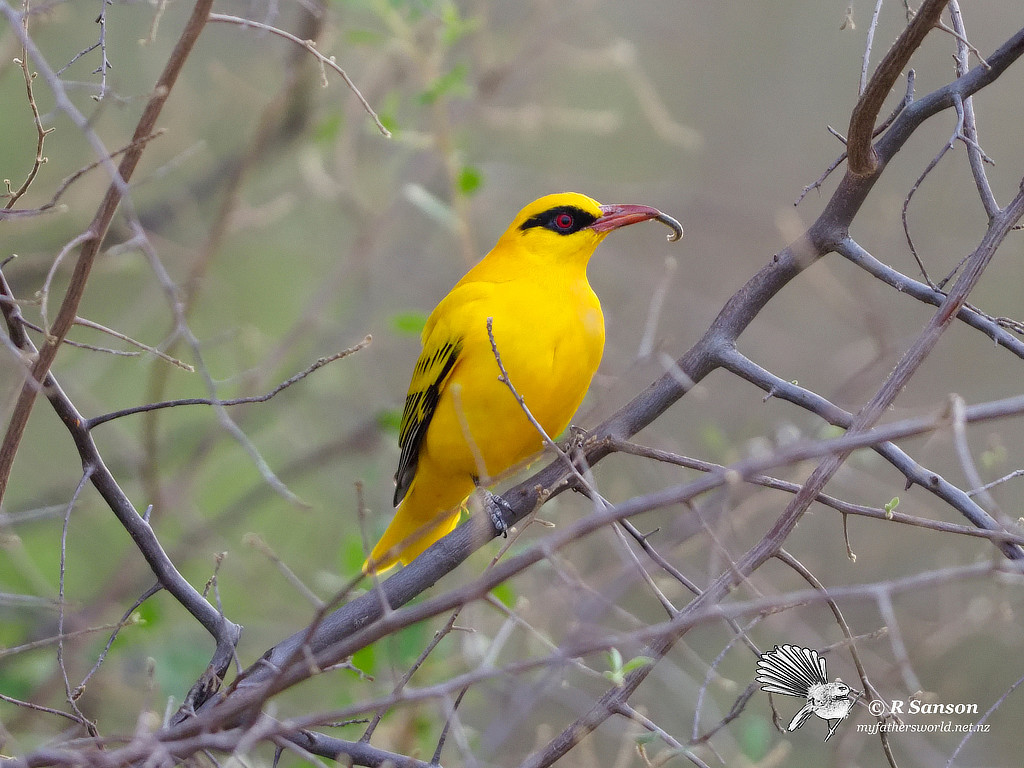 Golden Oriole with Caterpillar, Khwai