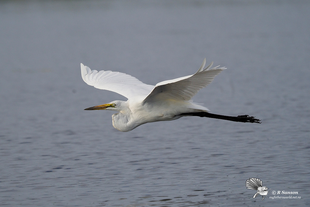 Great Egret in Flight, Chobe River