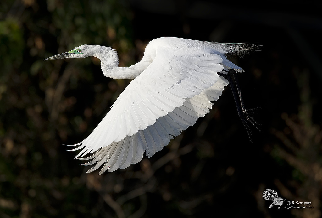 Great Egret in Flight (Breeding Plumage), Chobe River