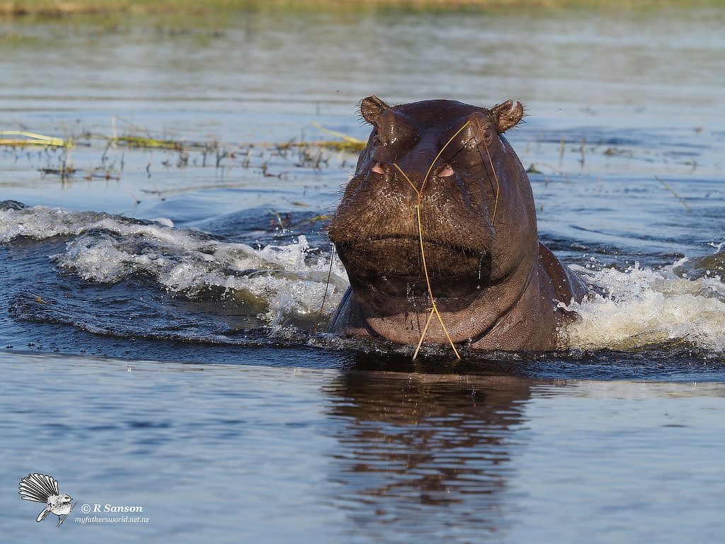 Hippo Charging, Chobe River