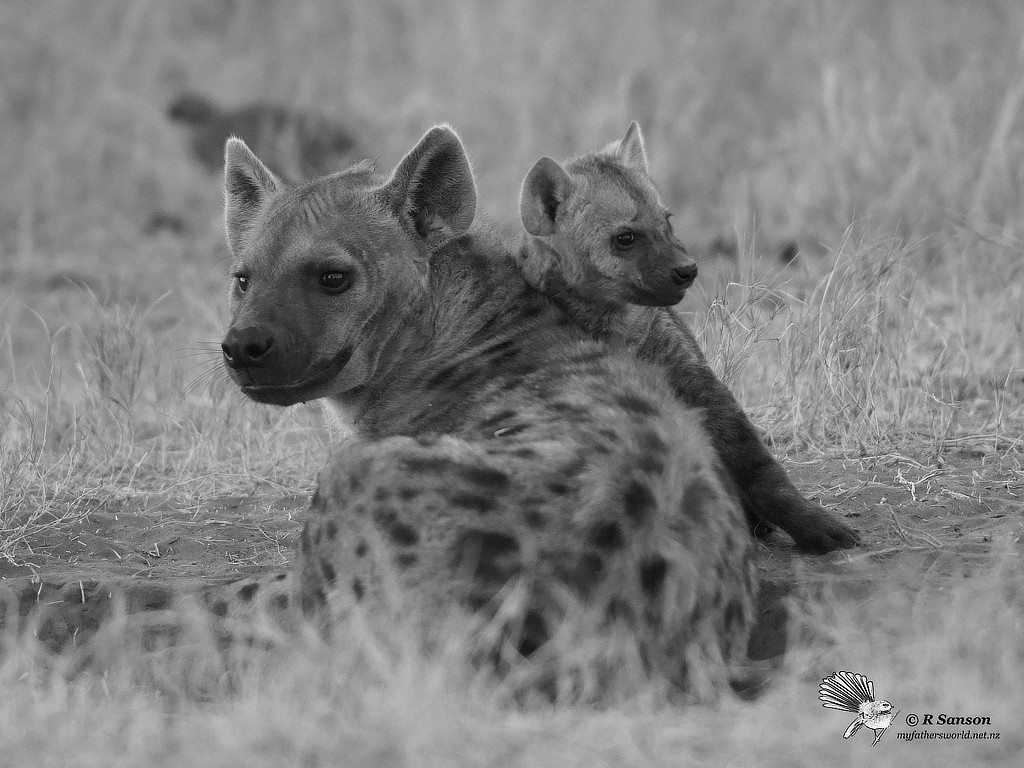 Hyenas, Savuti