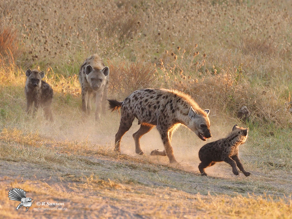 Hyenas, Savuti