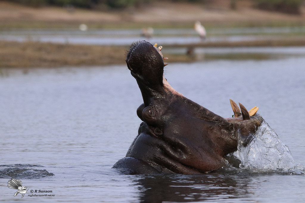 Hippo Yawn, Chobe River