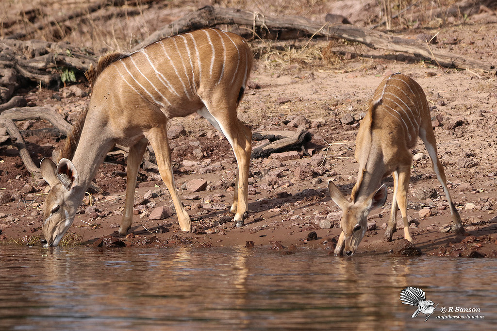 Greater Kudus (Mother and Baby) Coming Down to the River to Drink, Chobe River