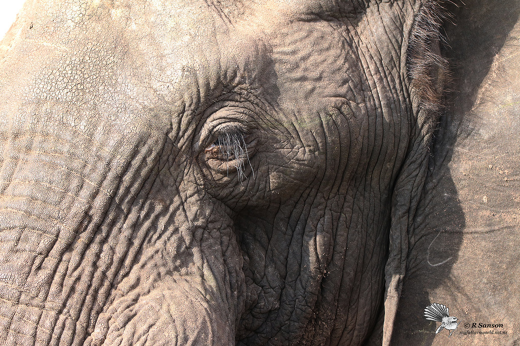 Closeup of an Elephant Eye, Chobe River