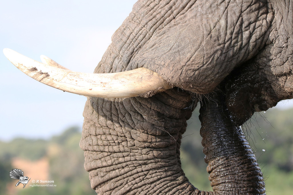 Closeup of an Elephant Mouth, Chobe River