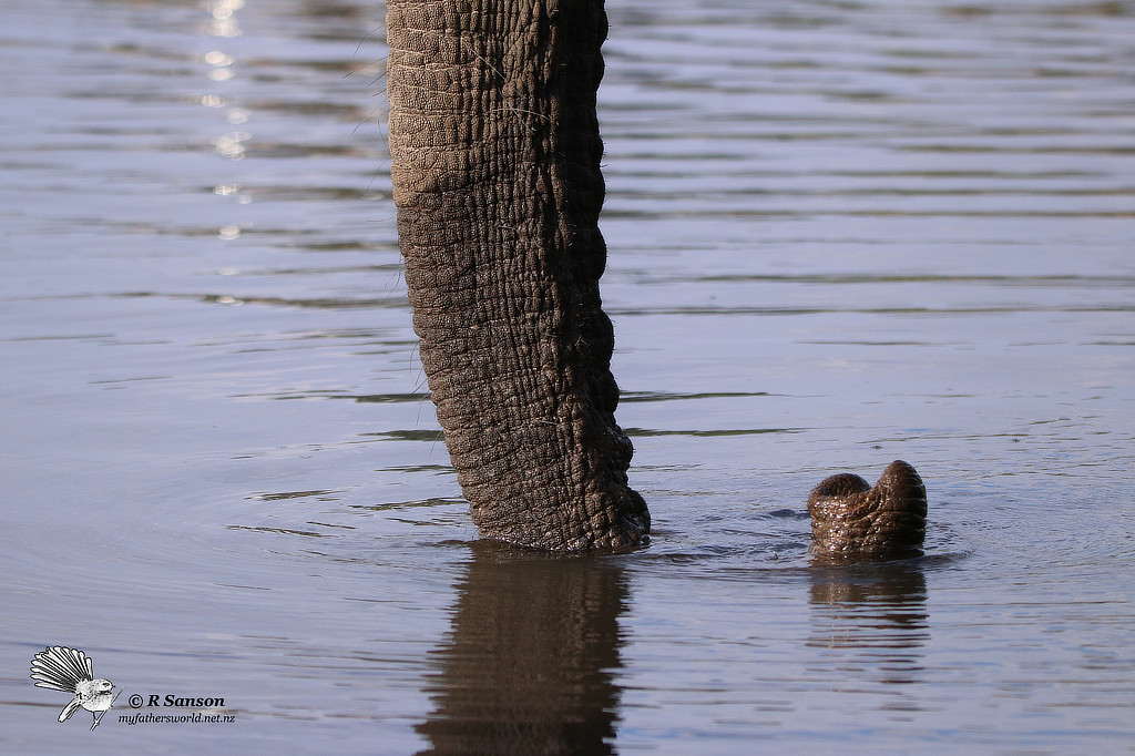 Closeup of an Elephant Trunk, Chobe River