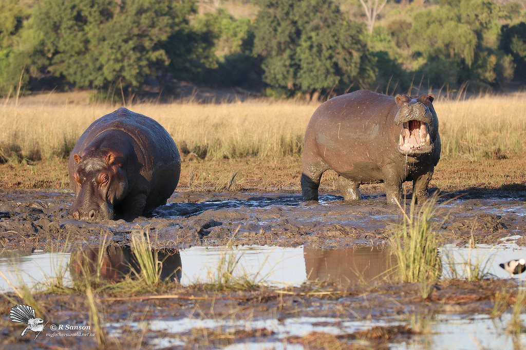 Hippos in the Mud, Chobe River