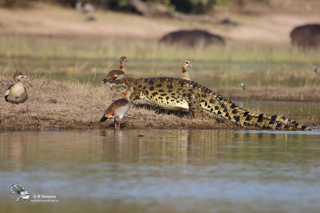 Nile Crocodile Coming out to Sun Itself, Chobe River