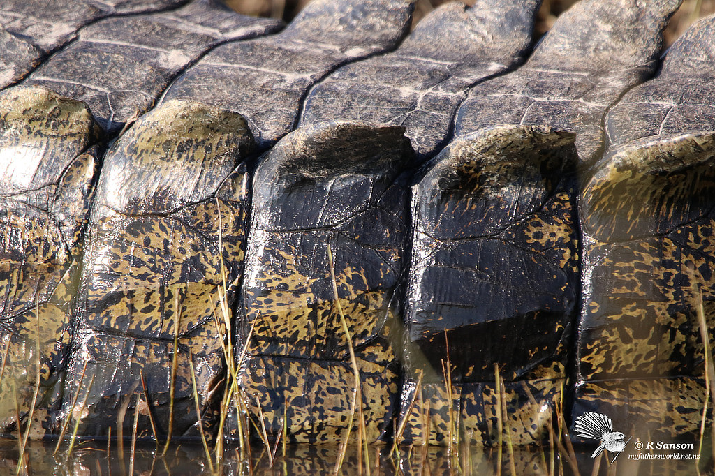 Closeup of a Nile Crocodile, Chobe River