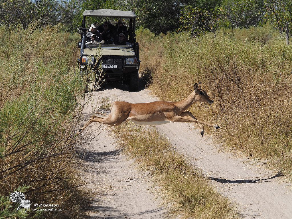 Common Impala Leaping Across the Road, Moremi