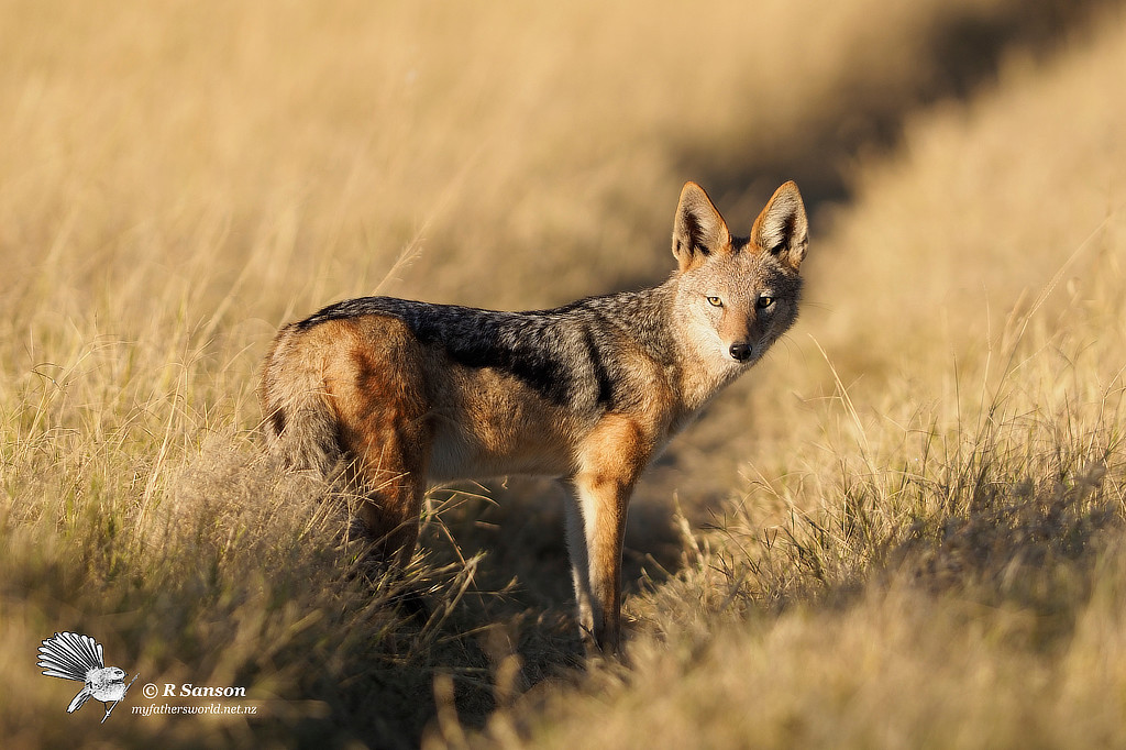 Black-backed Jackal, Moremi