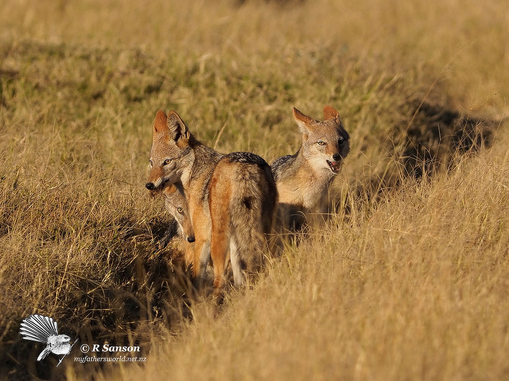 Black-backed Jackal Cubs, Moremi