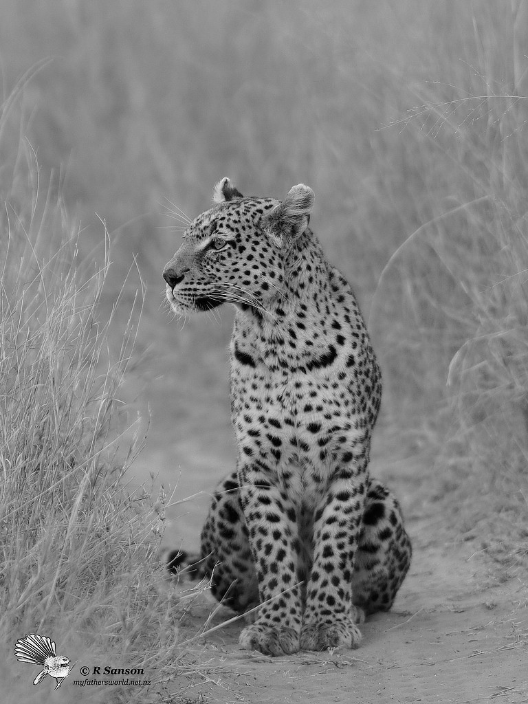 Female Leopard at Dusk, Khwai