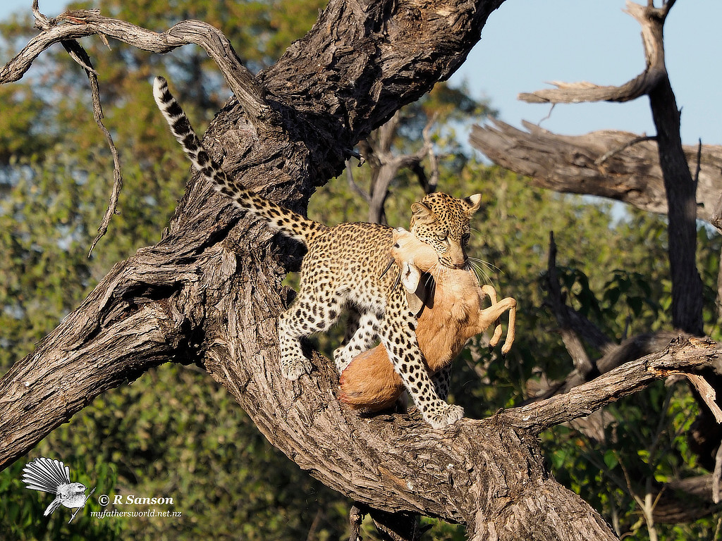 Young Female Leopard with Kill, Khwai