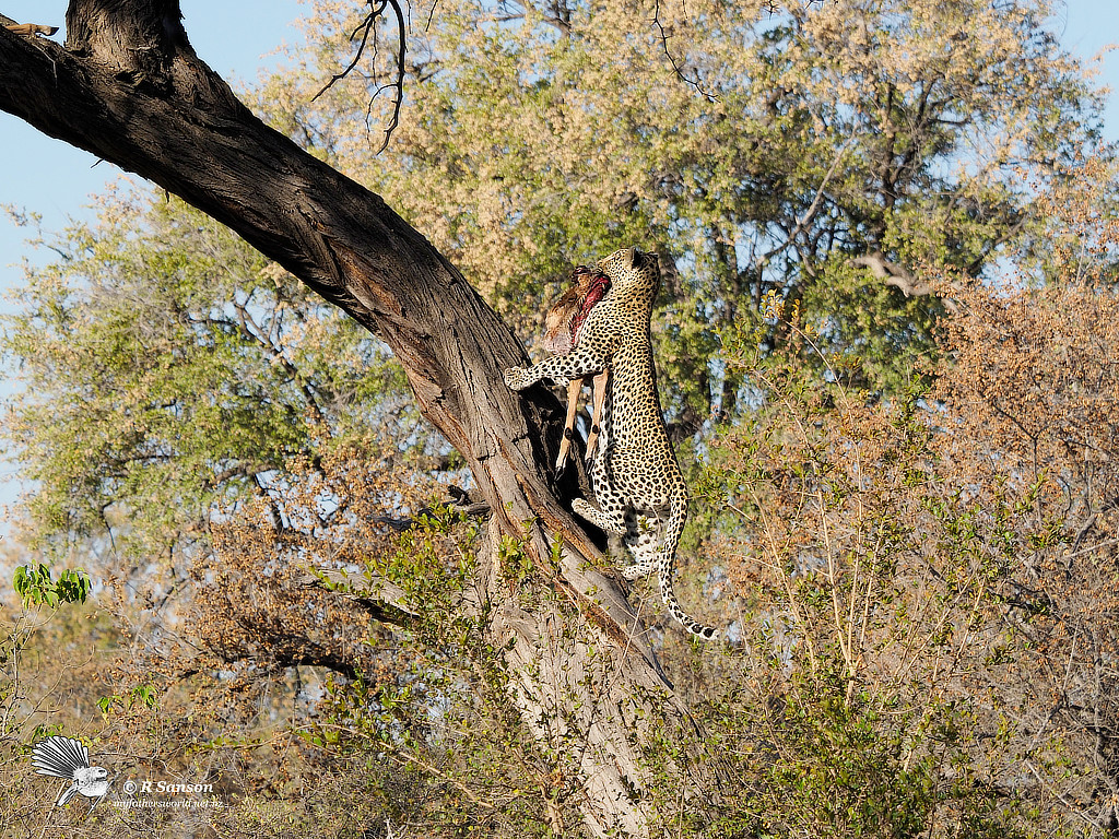 Female Leopard with Kill, Khwai