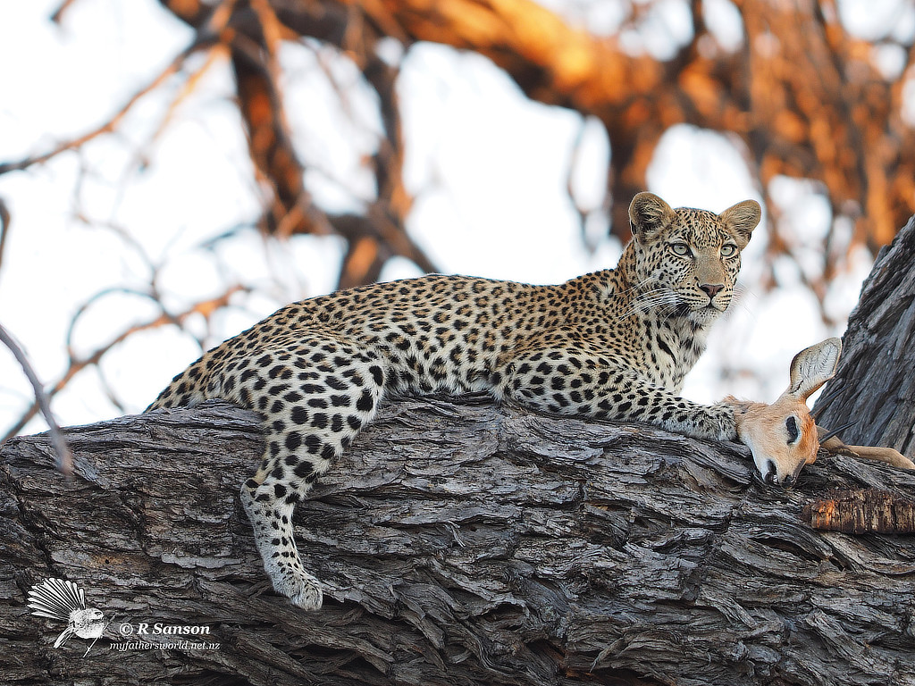 Young Female Leopard with Steenbok Kill, Khwai