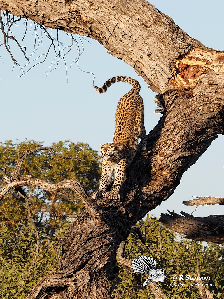 Young Female Leopard Stretching, Khwai