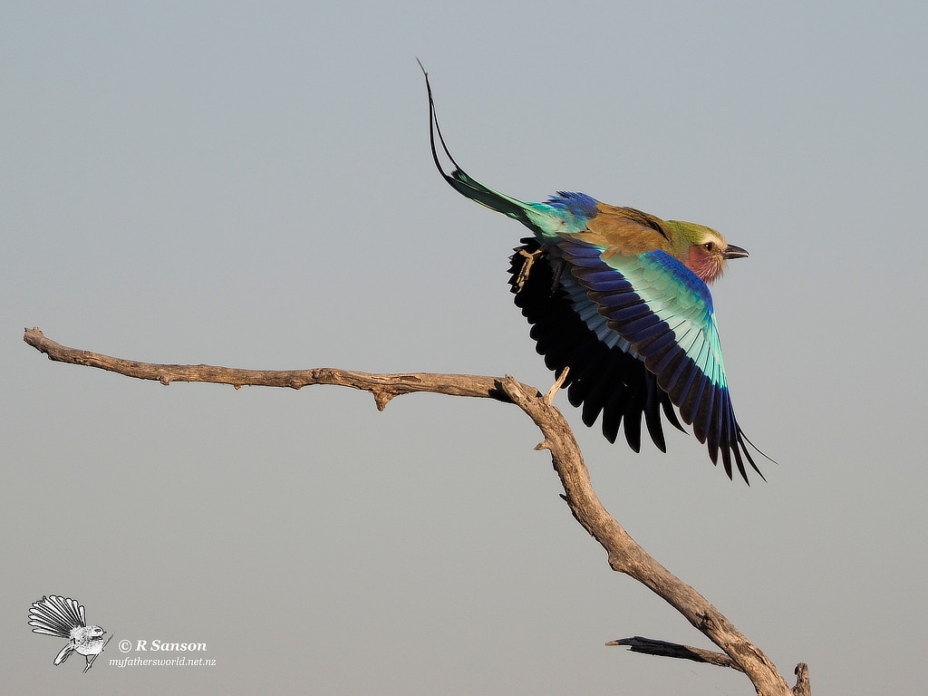 Lilac Breasted Roller Launching, Moremi