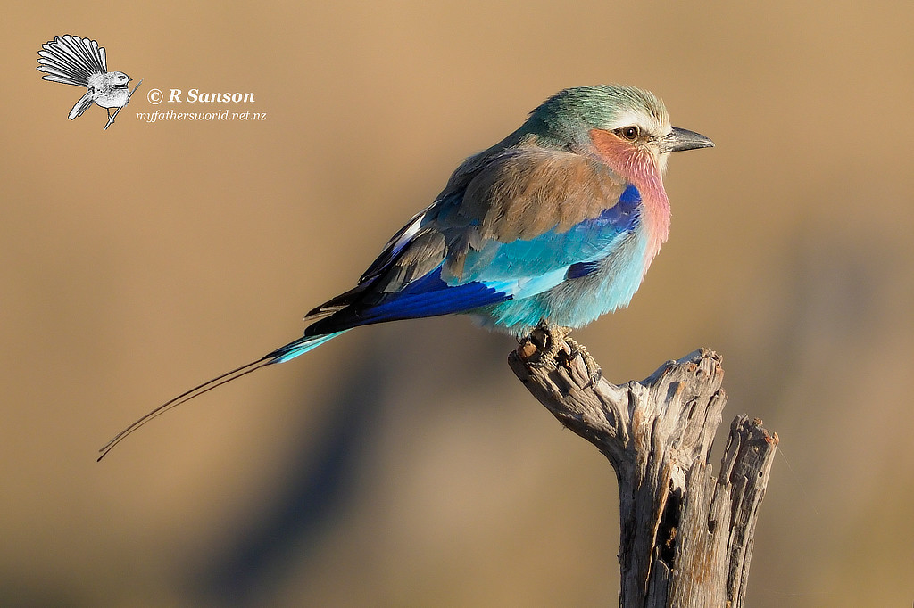 Lilac Breasted Roller, Moremi