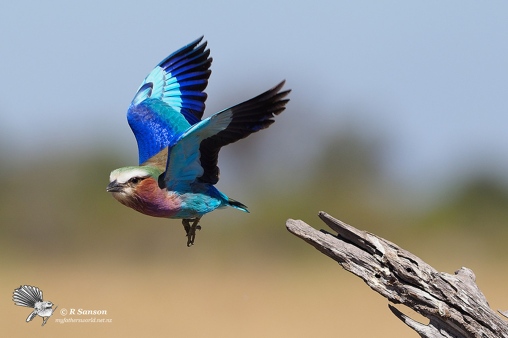 Lilac Breasted Roller Launching, Moremi