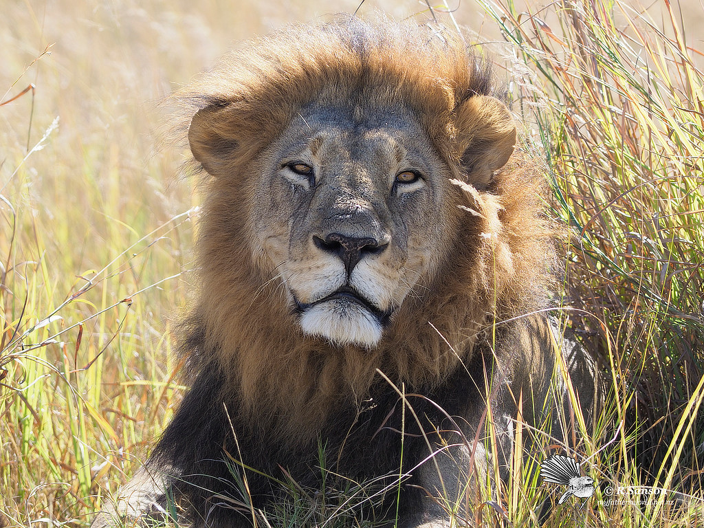 Our First Lion Sighting - one of two males, Moremi