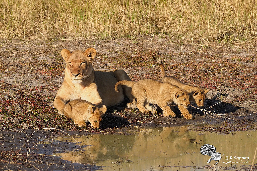 Lioness and Cubs, Savuti Marsh