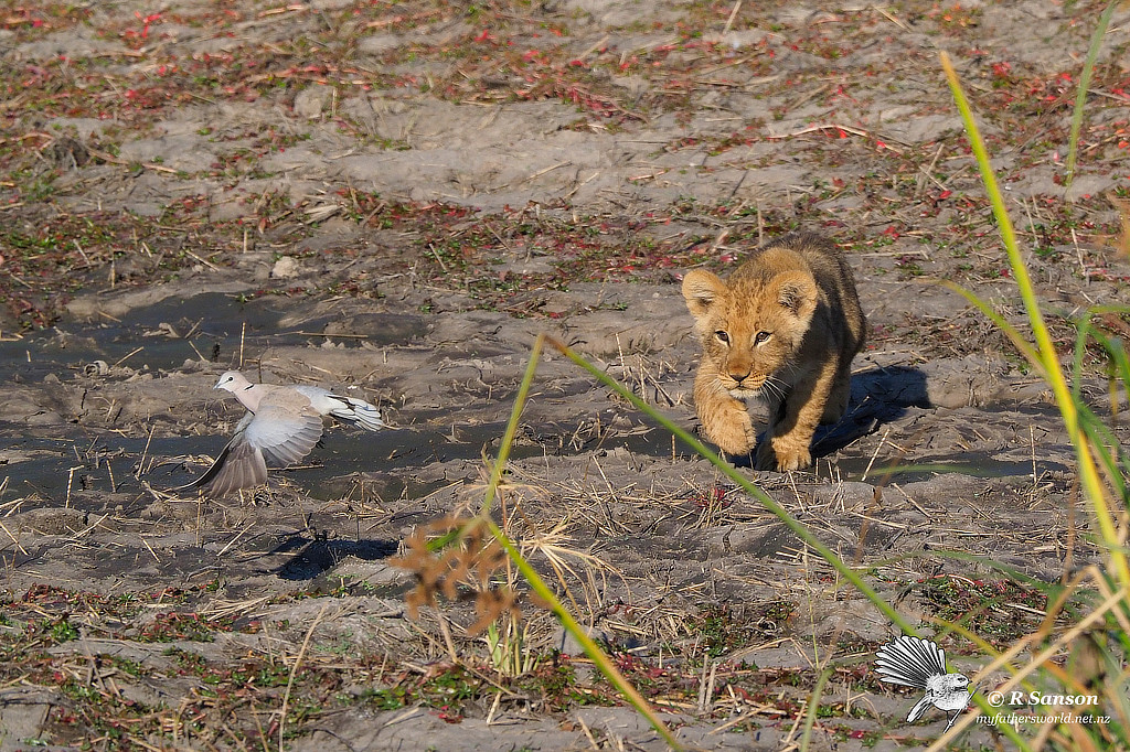 Lion Cub Chasing Dove, Savuti Marsh