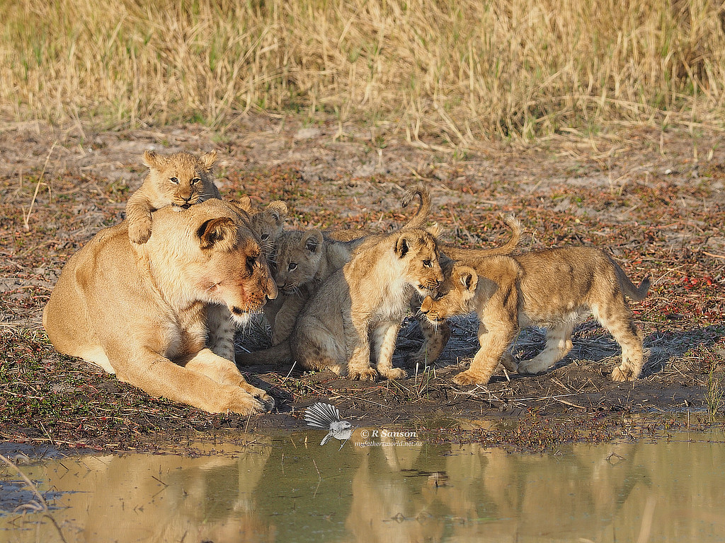 Lioness and Cubs, Savuti Marsh