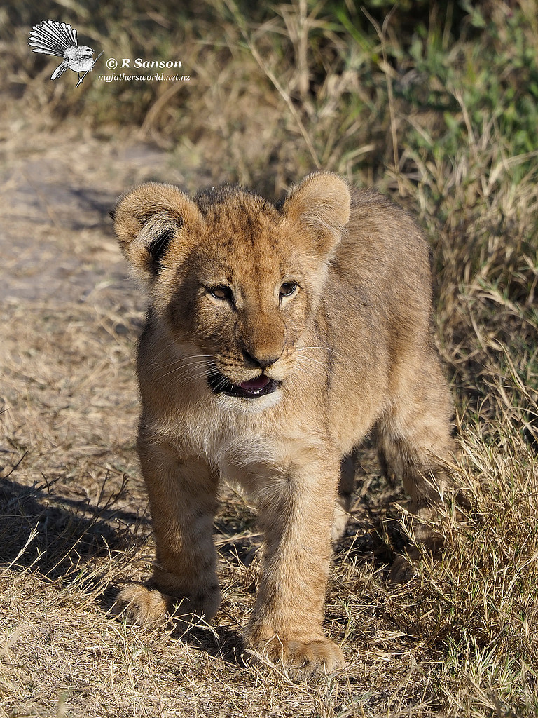 Portrait of a Lion Cub, Savuti Marsh