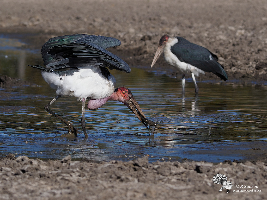 Marabou Storks Fishing for Catfish, Okavango Delta